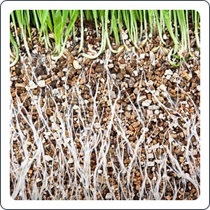 Expanded vermiculite in gardening